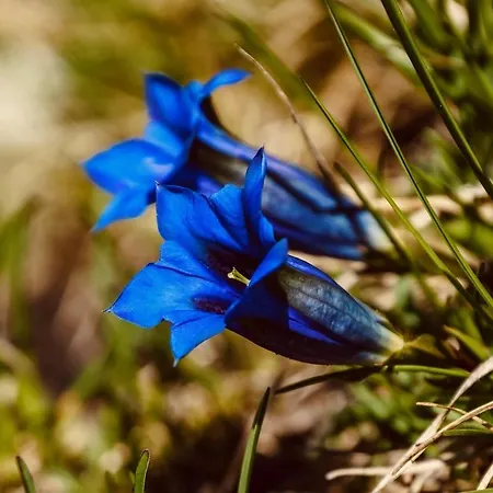 Griesbauer Familie Gehwolf Apartamento