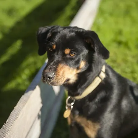 Griesbauer Familie Gehwolf * Wagrain